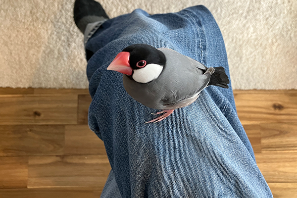 文鳥の画像